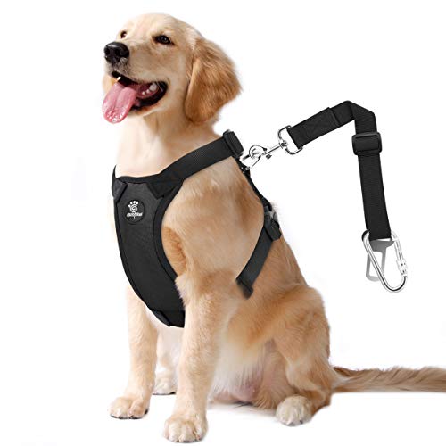 Best Dog Harness for Jeep Wrangler